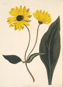 Donkerogige zonnebloem, uit Floral Illustrations of the Seasons